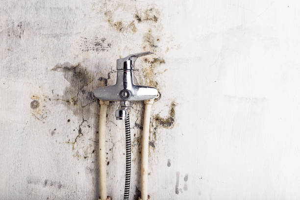 Best Mold Remediation Services  in La Marque, TX