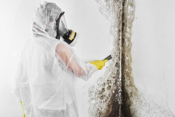 Best Crawl Space Mold Removal  in La Marque, TX