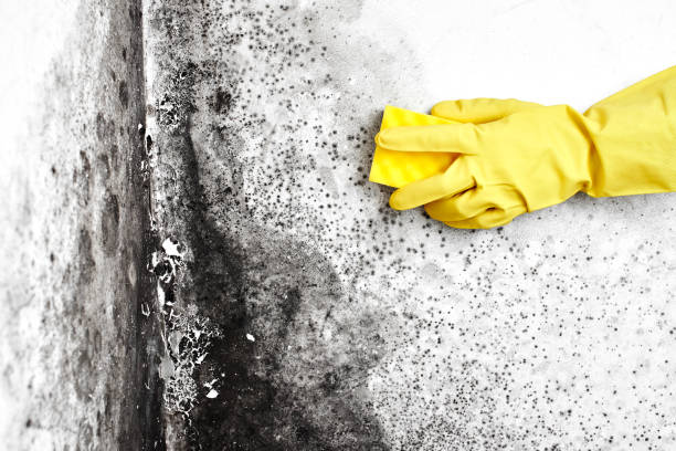 Best Mold Cleaning Services  in La Marque, TX