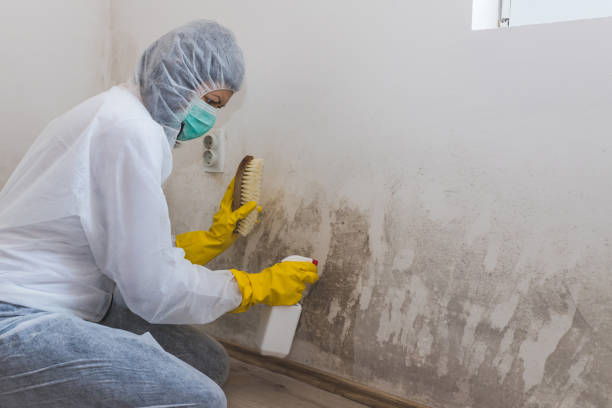 Best Mold Testing  in La Marque, TX