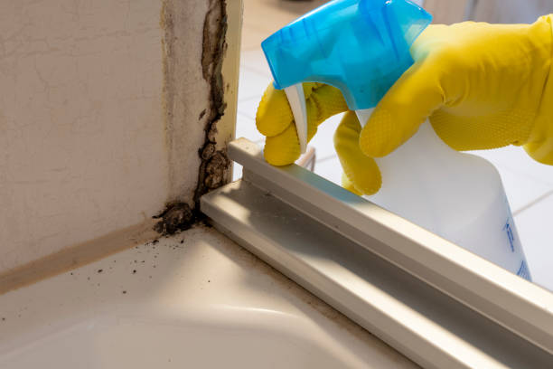 Crawl Space Mold Removal in La Marque, TX