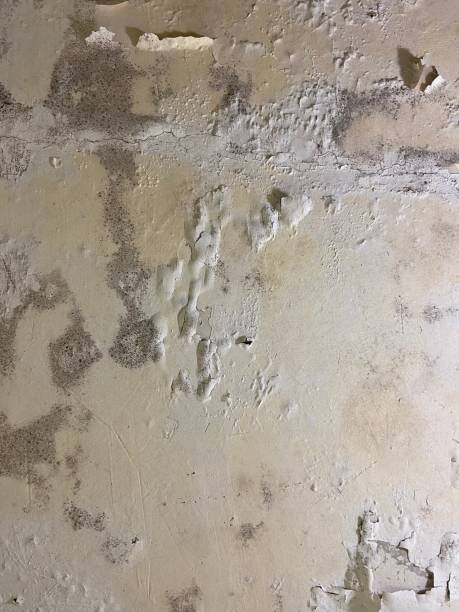 Best Same-Day Mold Removal  in La Marque, TX