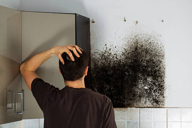 Attic Mold Removal in La Marque, TX